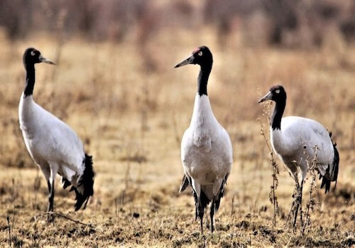 Black Necked Cranes (due to their black coloured necks) of Bhutan which are mainly found in the Gangtey and Phobjikha Valley